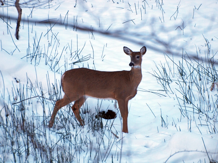 Early season whitetail buck in velvet feeding in soybean field at late summer sunset