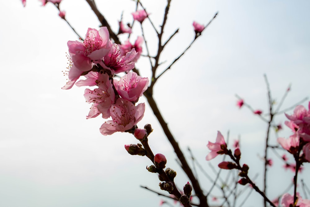 pink flowers are blooming on a tree branch