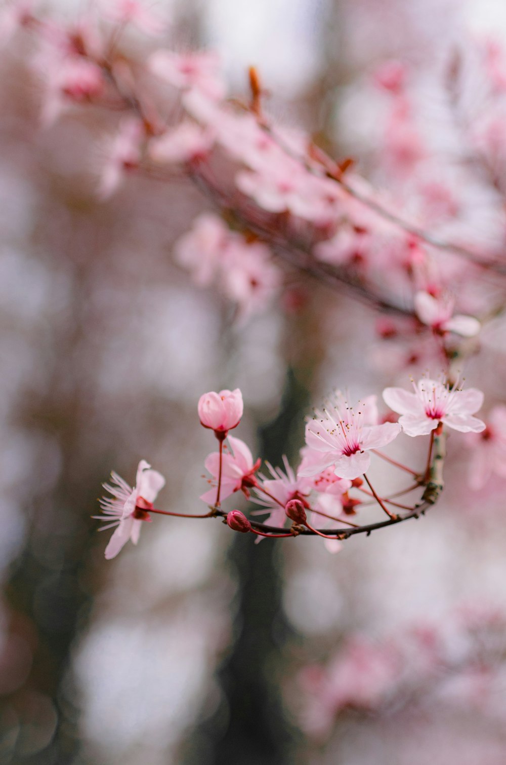 a branch of a tree with pink flowers