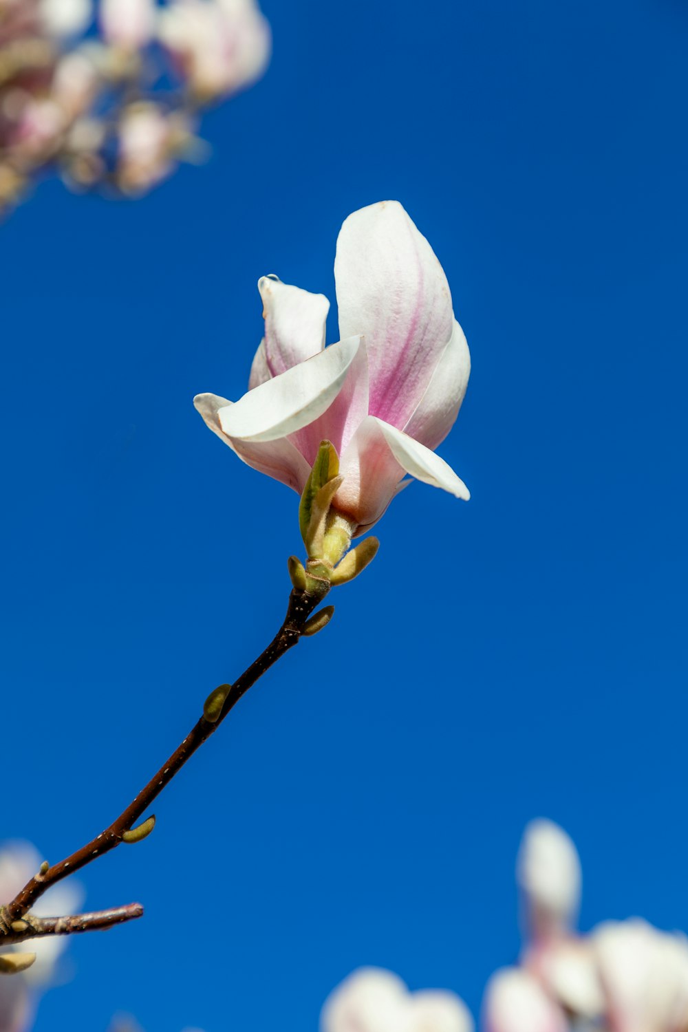 a white and pink flower on a tree branch