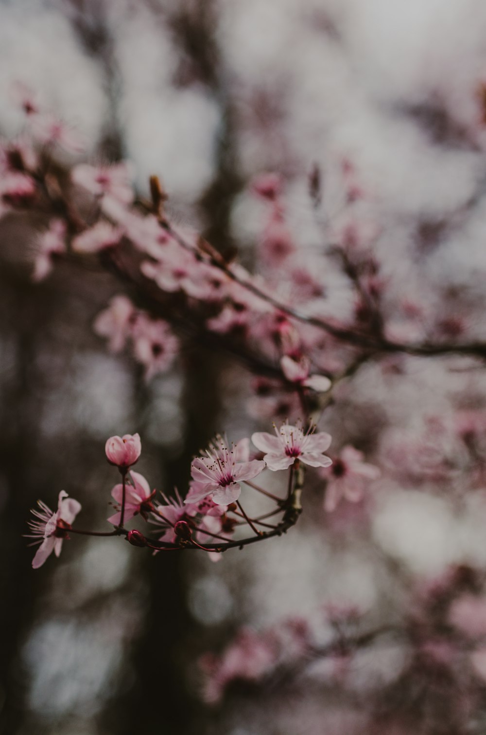 a branch of a tree with pink flowers