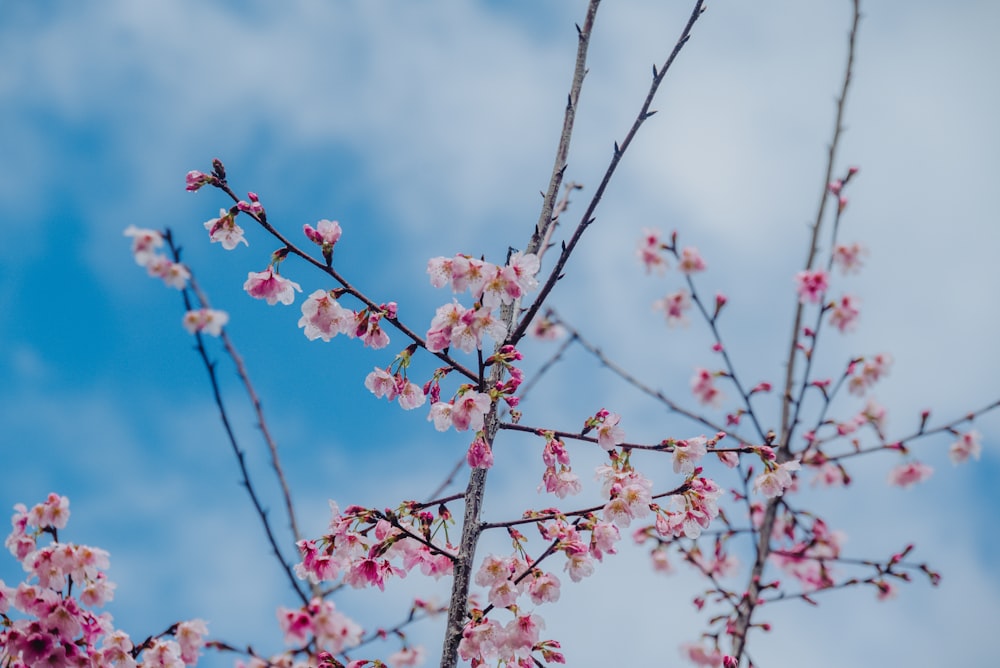 a tree with pink flowers in front of a blue sky