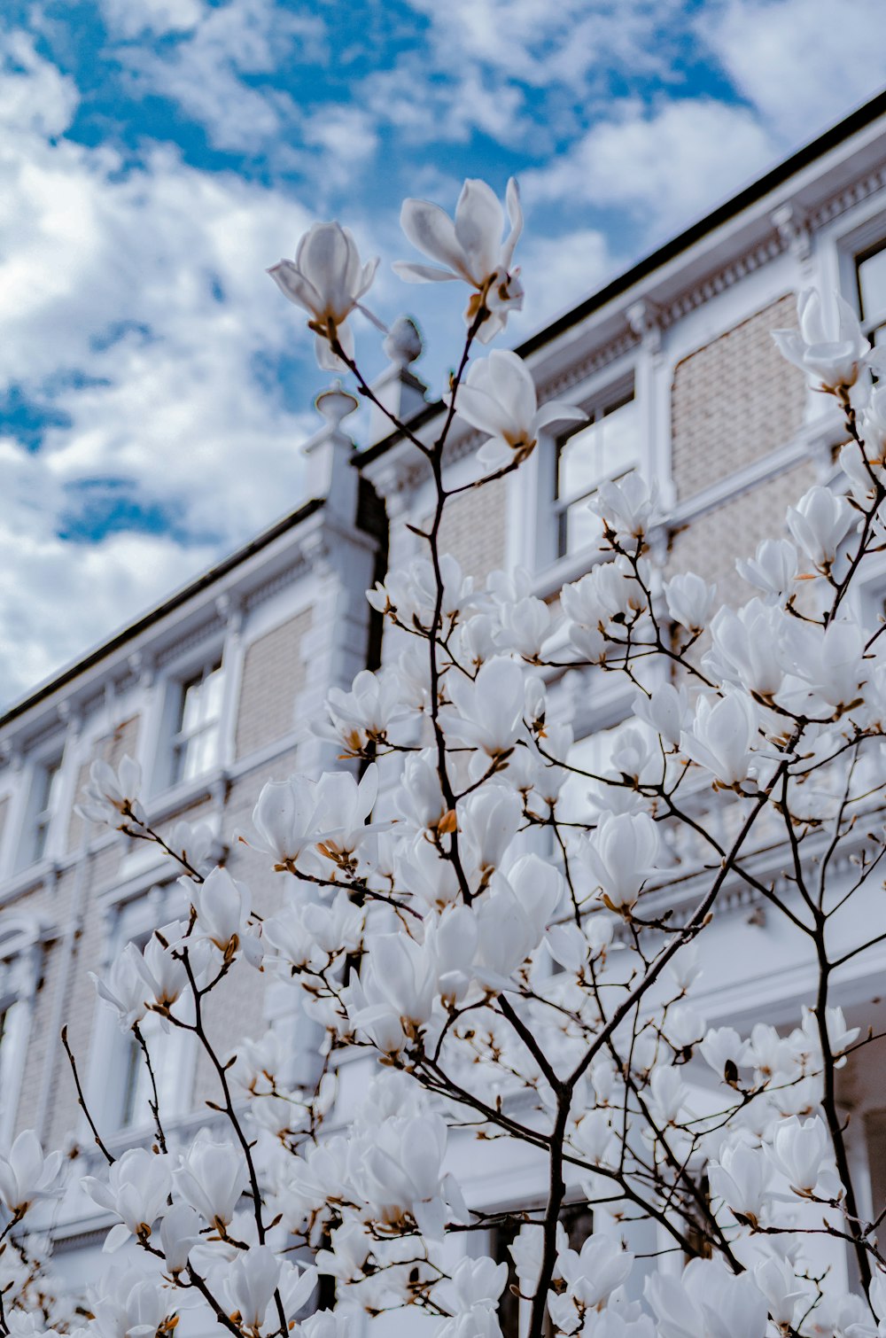 a tree with white flowers in front of a building