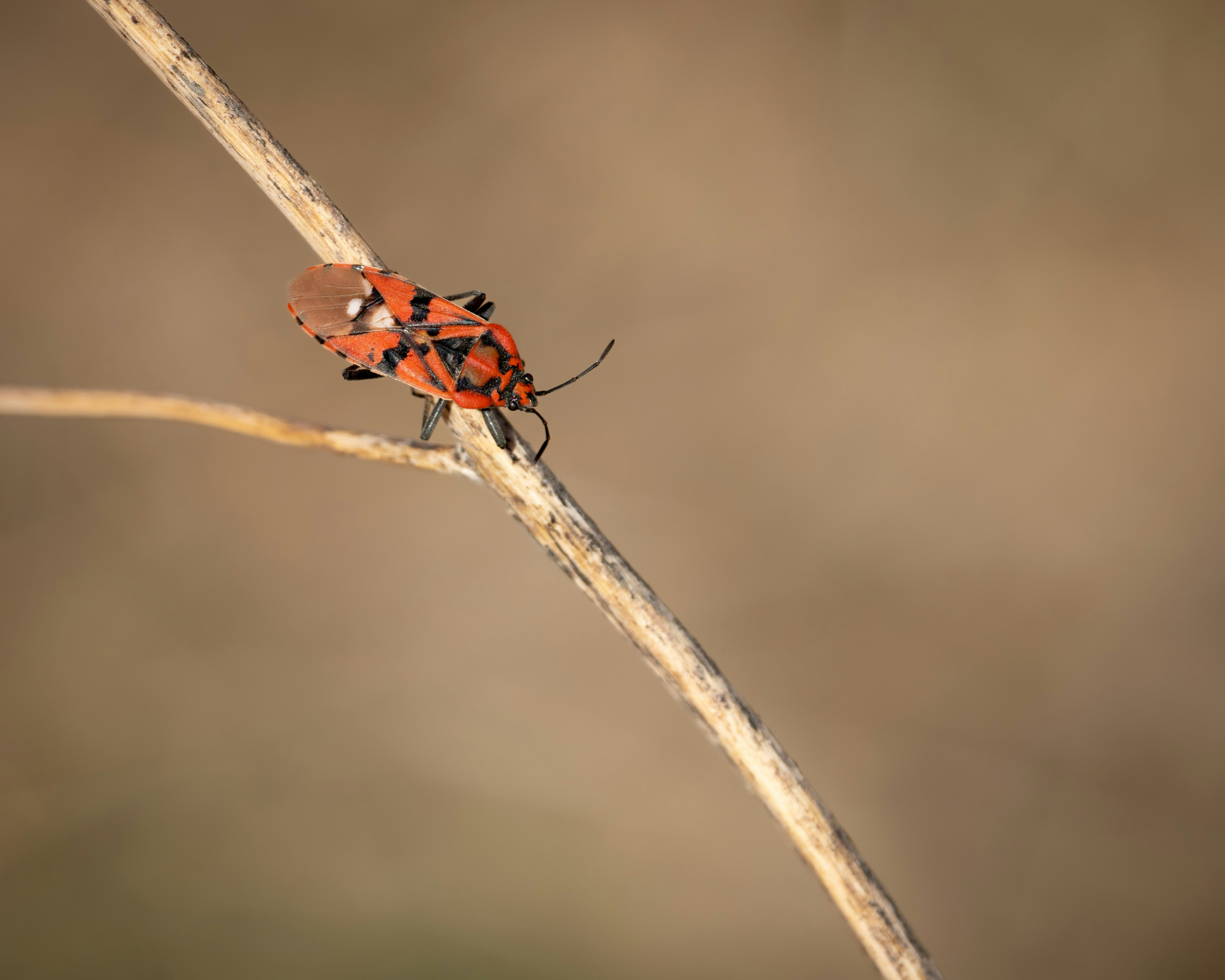 a red and black bug sitting on top of a leaf