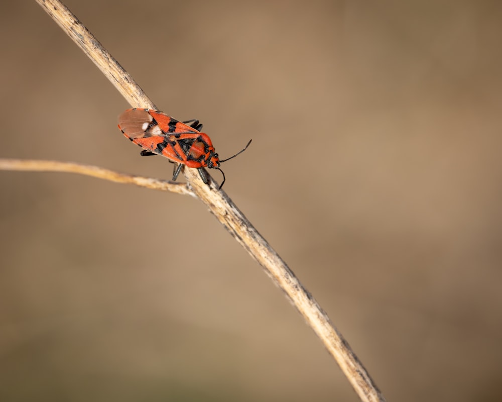 a red and black bug sitting on top of a leaf