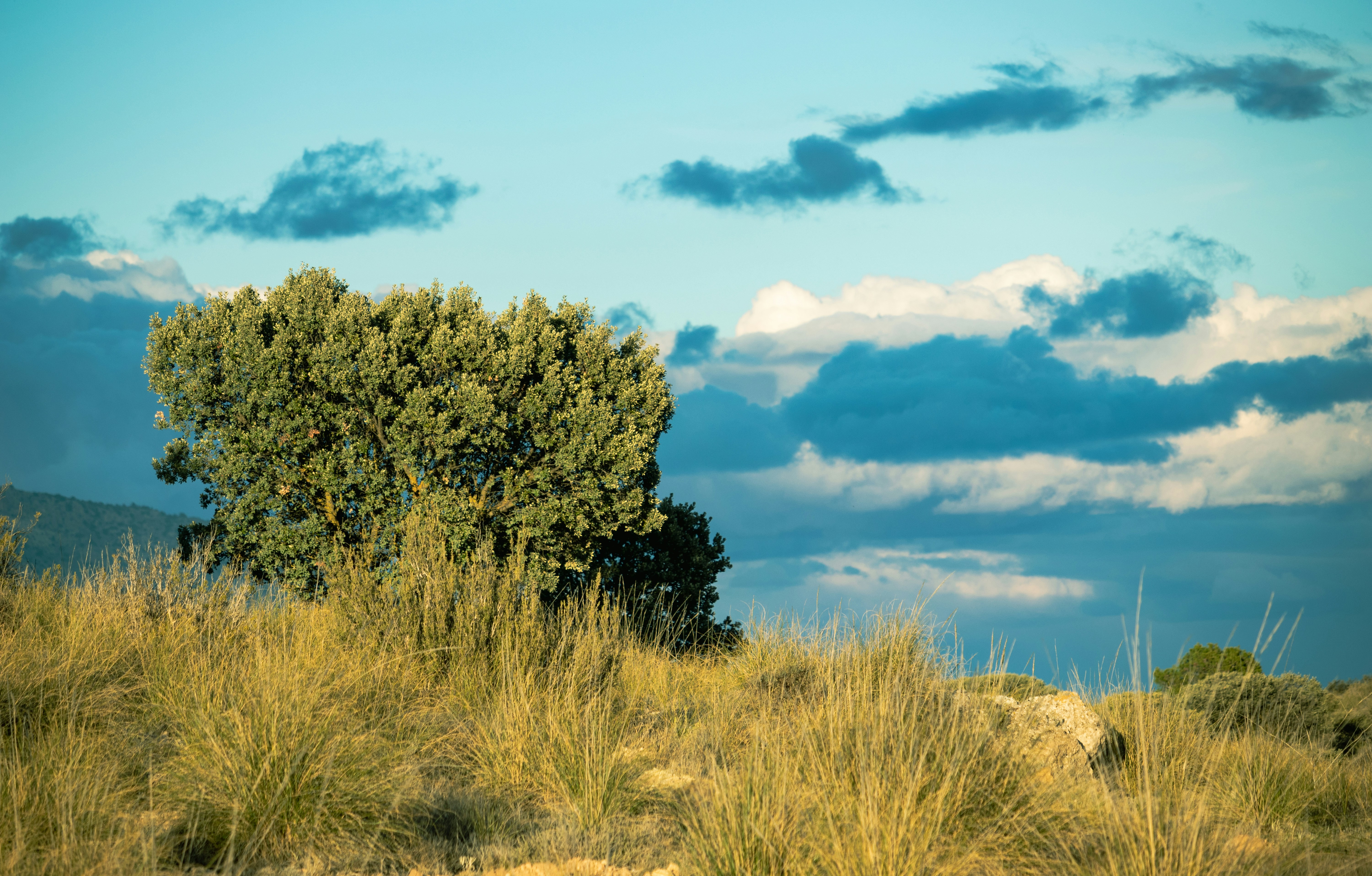 a lone tree in a grassy field under a cloudy sky