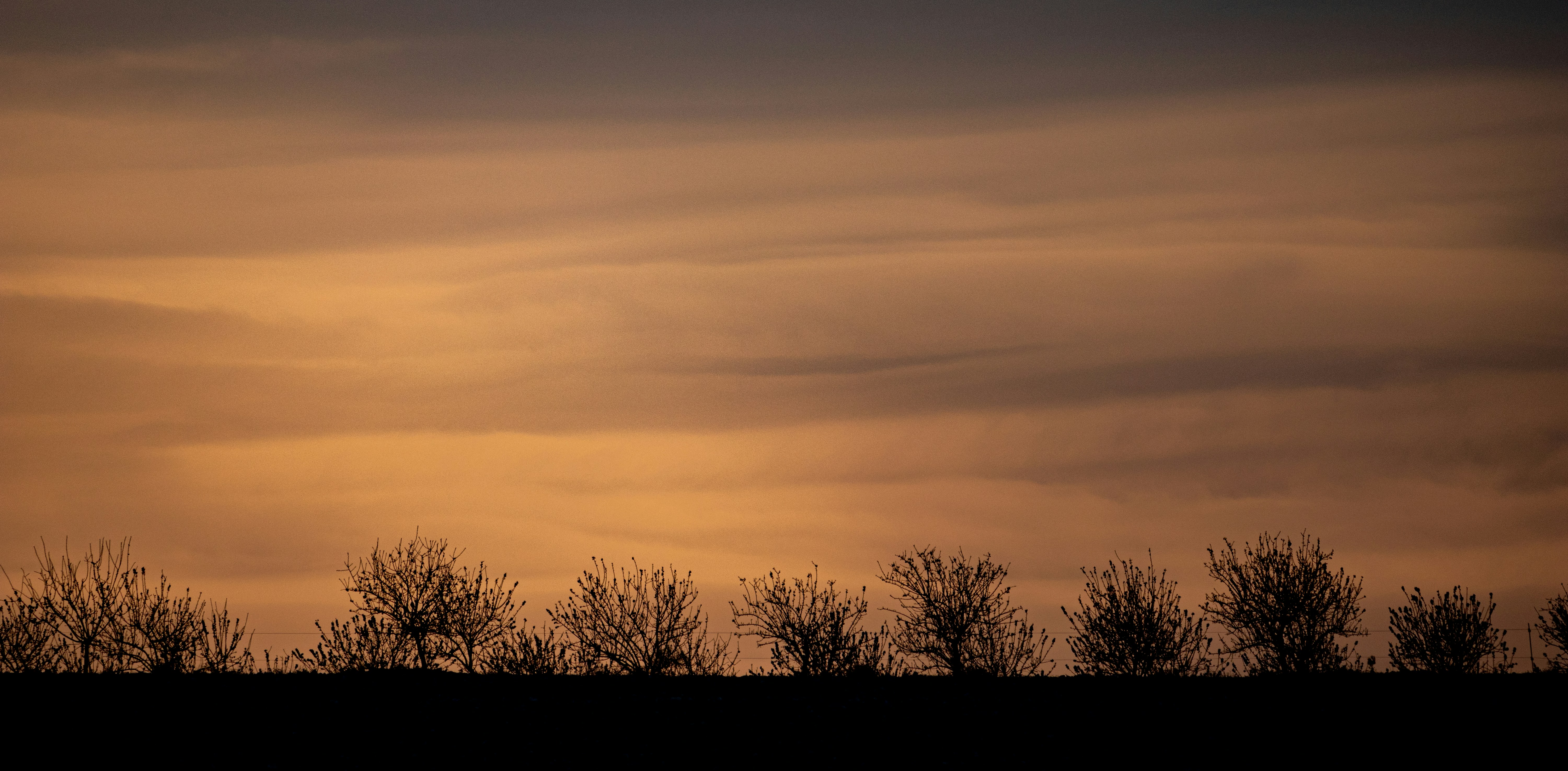 a silhouette of trees against a cloudy sky
