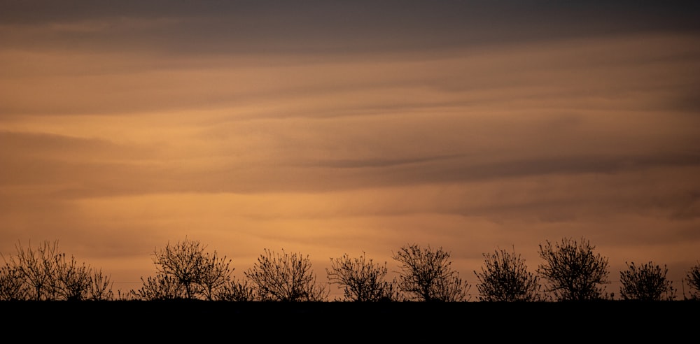 a silhouette of trees against a cloudy sky
