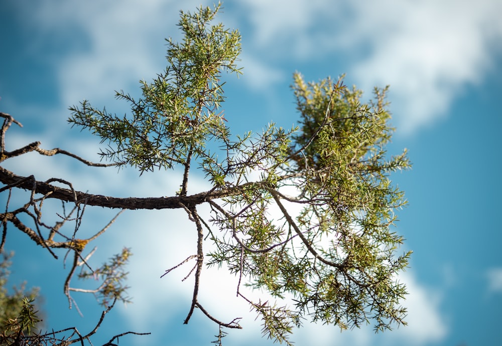 a close up of a tree branch with sky in the background