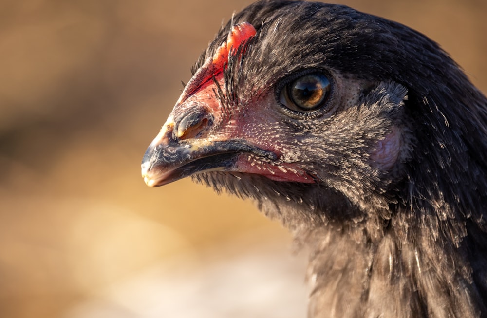 a close up of a bird with a red spot on it's head