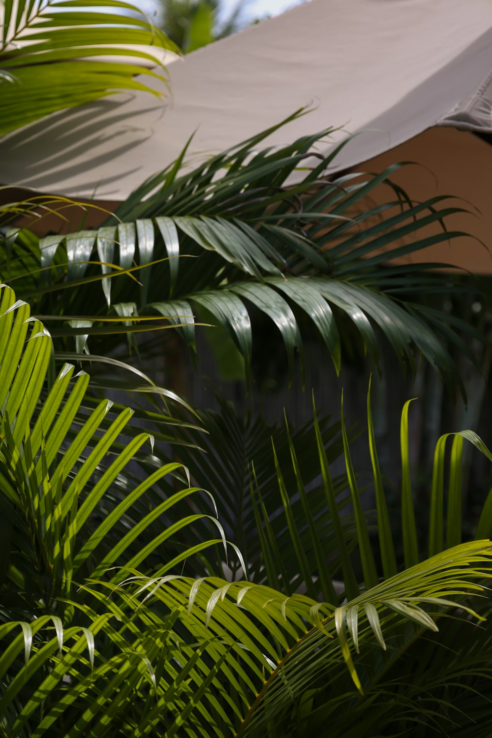 a close up of a palm tree with a building in the background