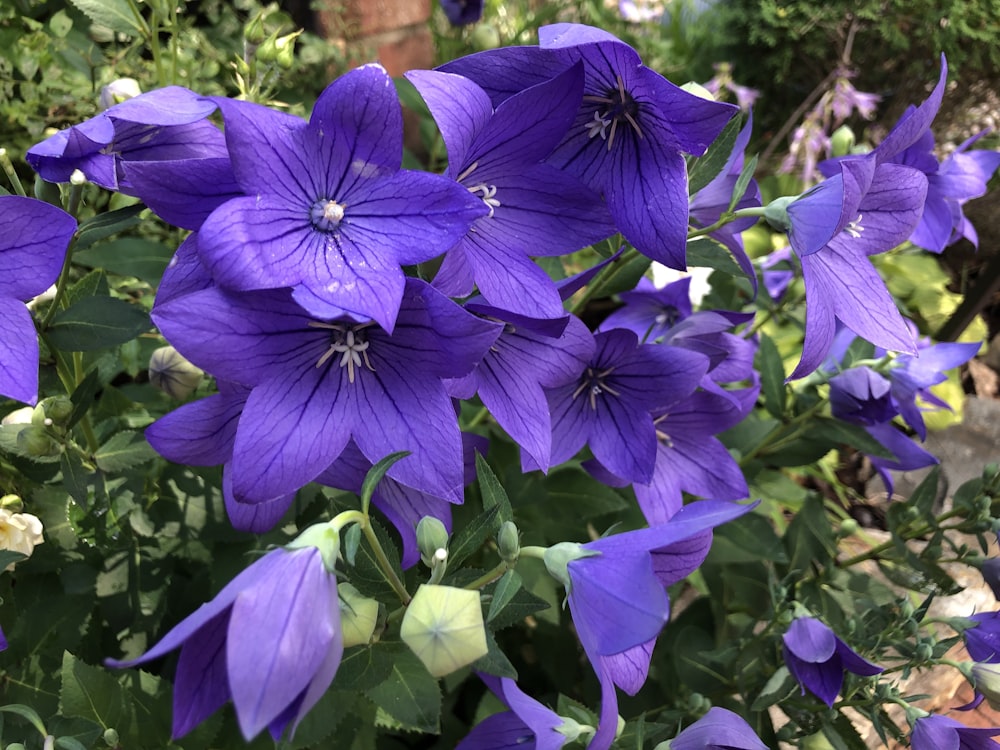 a bunch of purple flowers in a garden