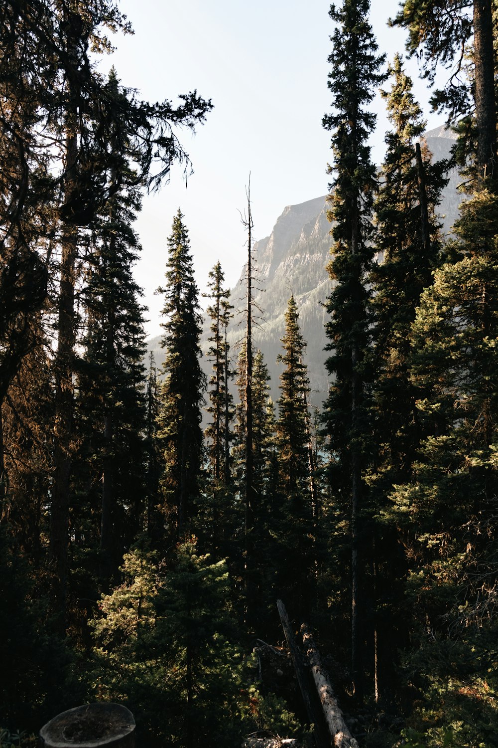 une forêt remplie de grands pins