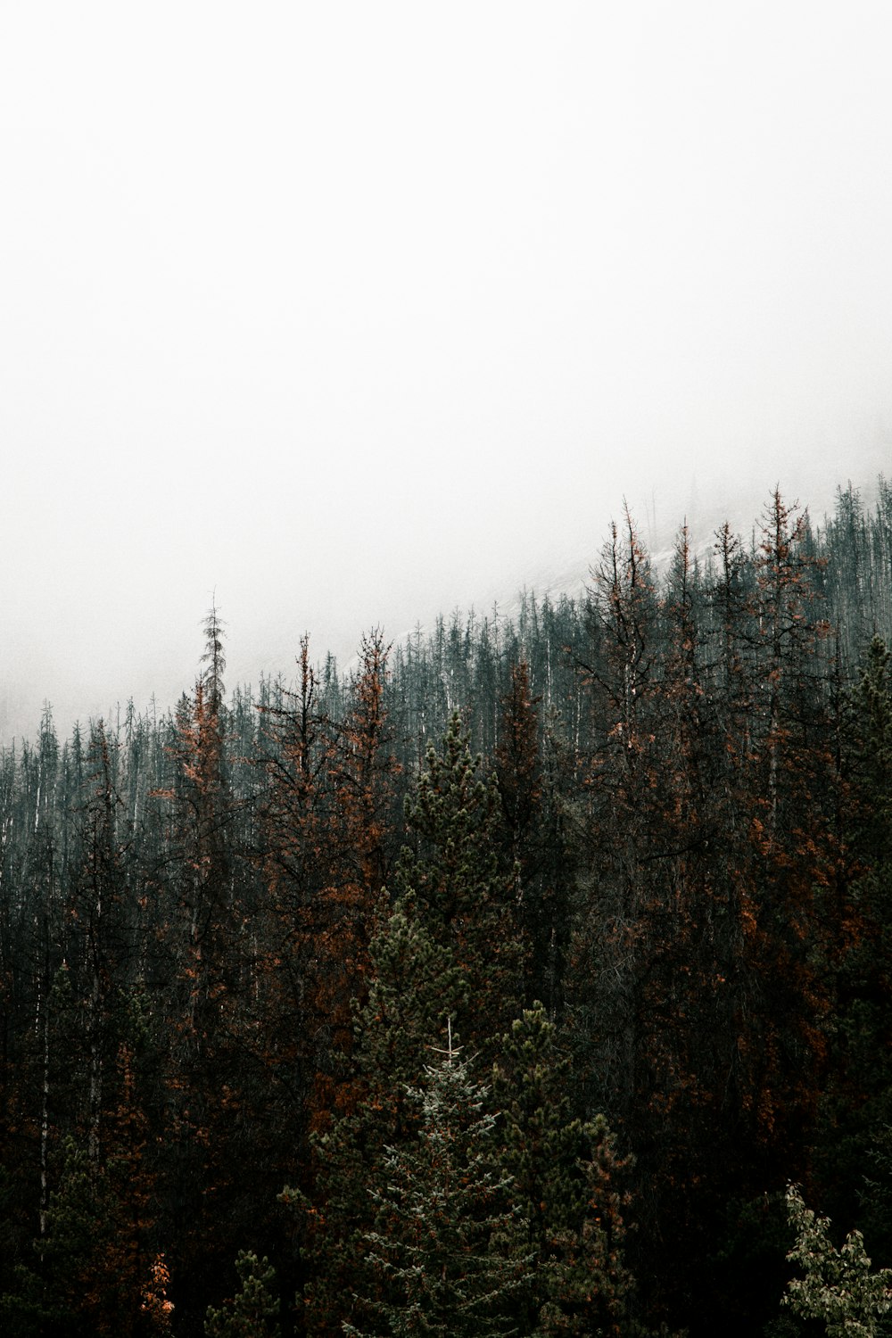 Une forêt remplie de grands arbres