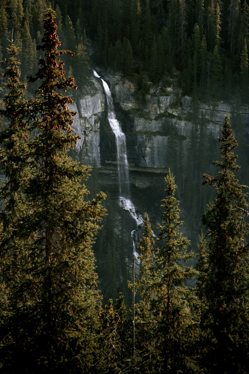 una cascada en medio de un bosque