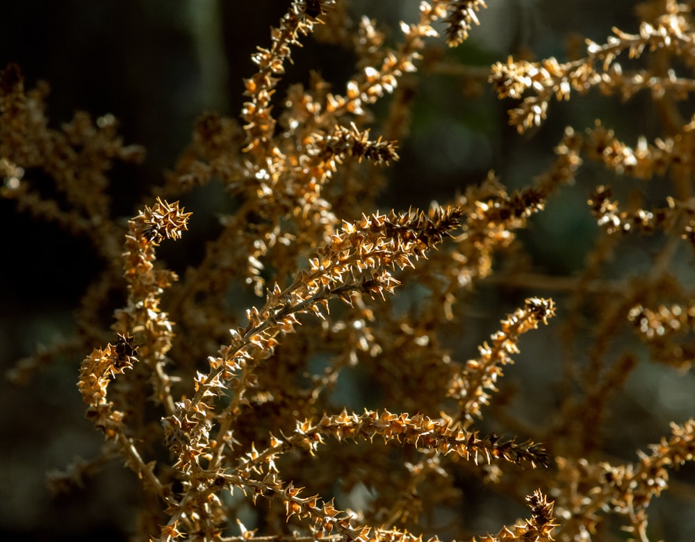 a close up of a plant with lots of leaves