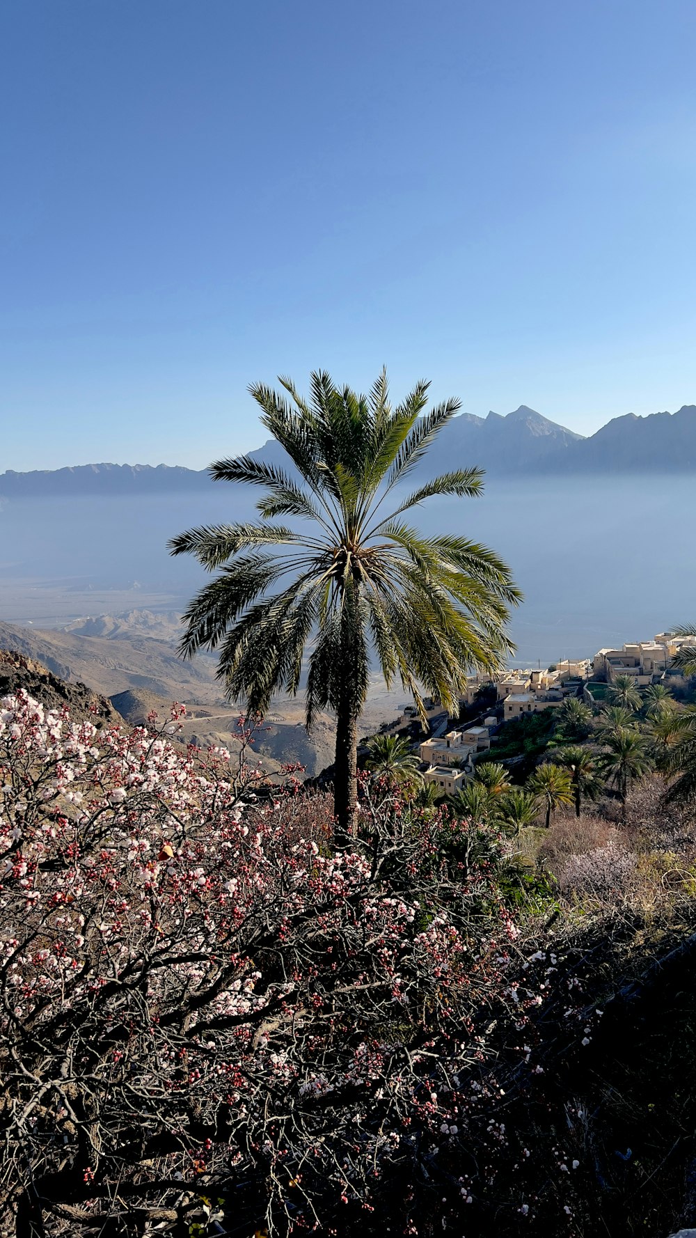 a palm tree on a hill overlooking a body of water