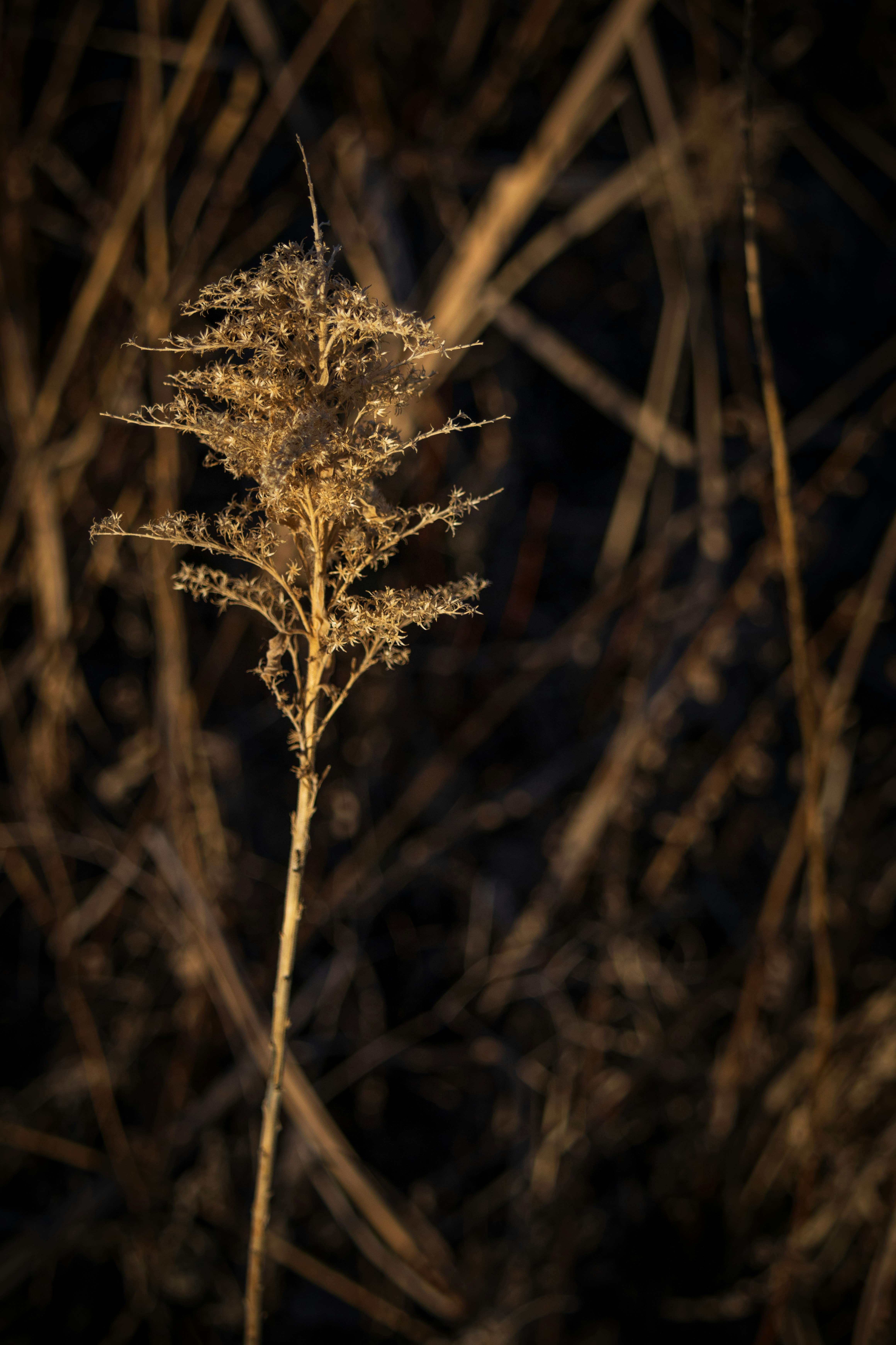 Photo by brandonstoll