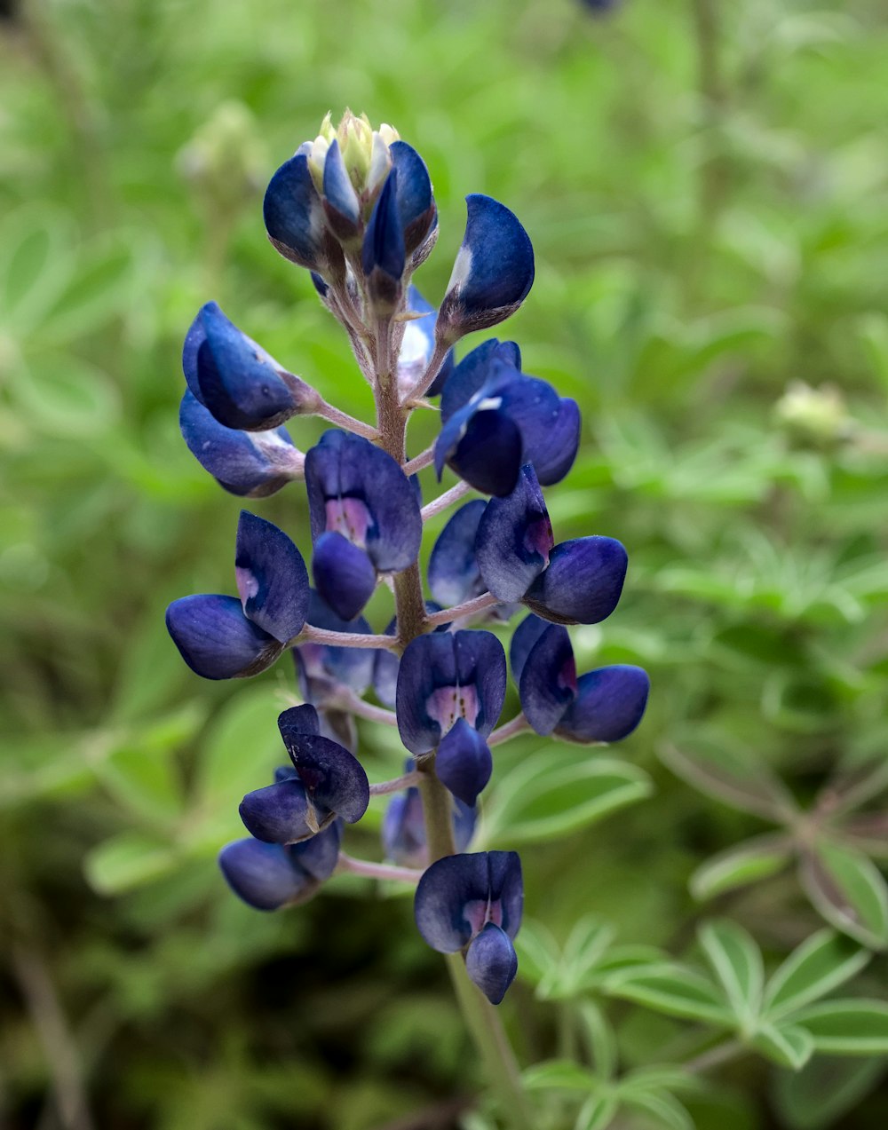 a close up of a blue flower in a field