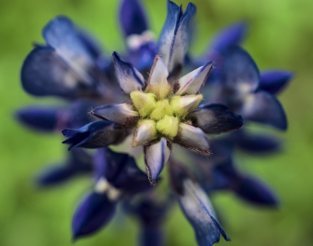 a close up of a blue flower on a green background