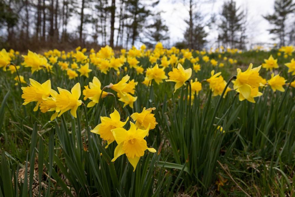 a field full of yellow flowers with trees in the background