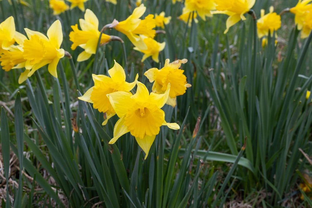 a bunch of yellow flowers that are in the grass