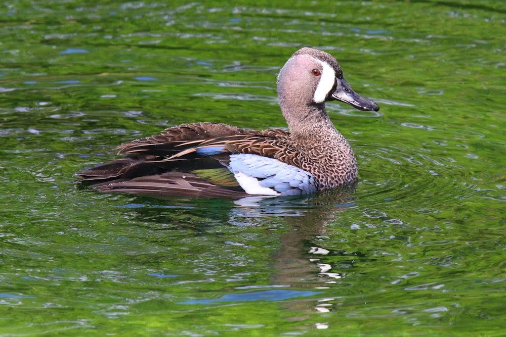 a duck floating on top of a body of water