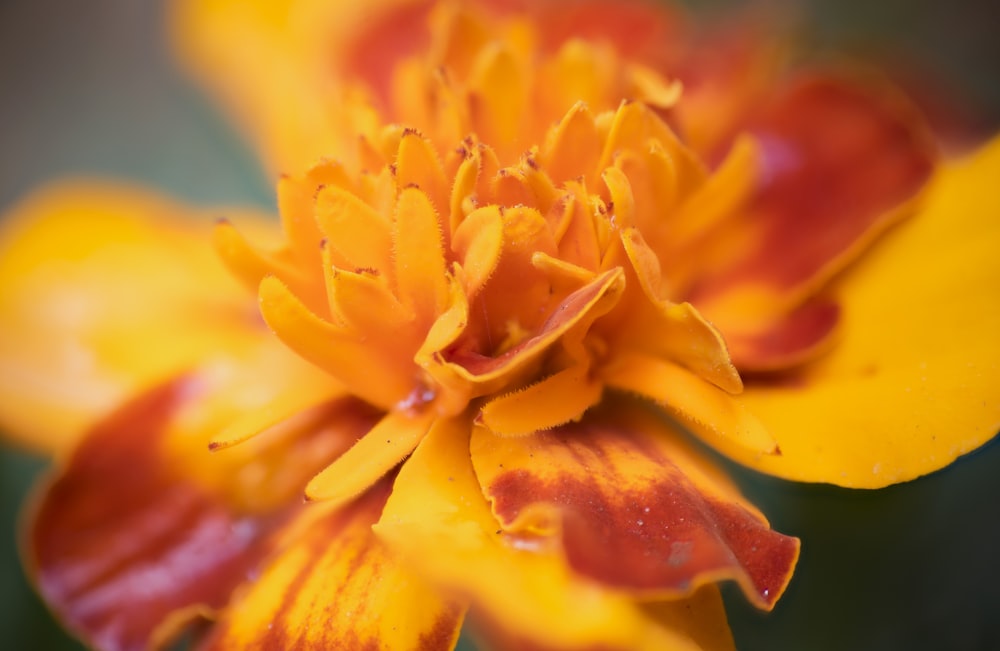 a close up of a yellow and red flower