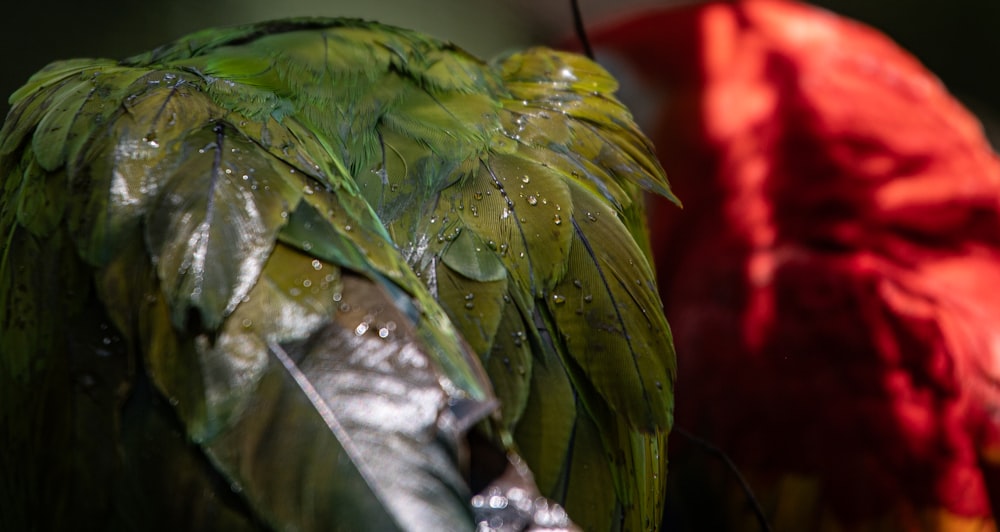 un pájaro verde con un paraguas rojo en el fondo