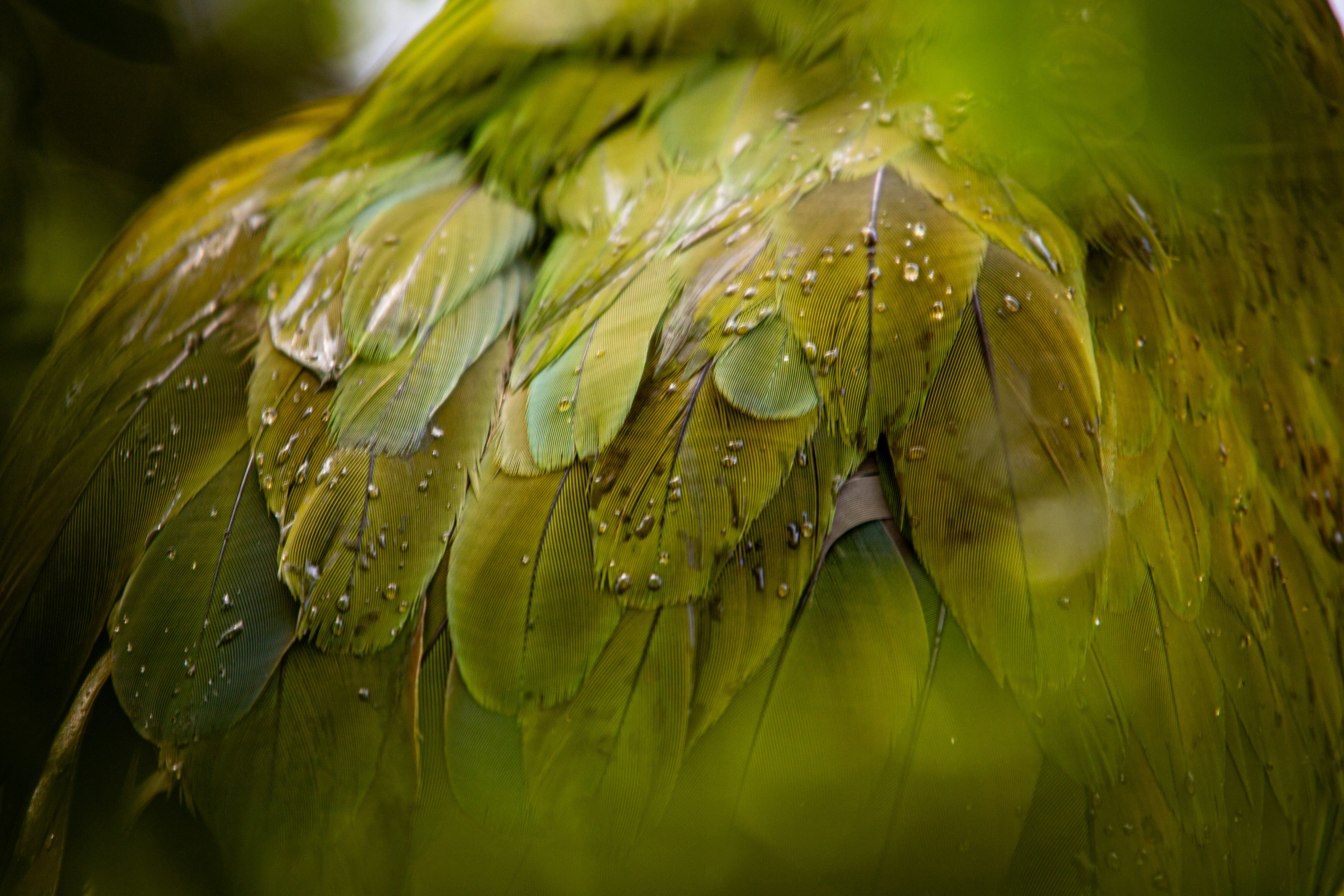 a close up of a green bird with drops of water on it's feathers