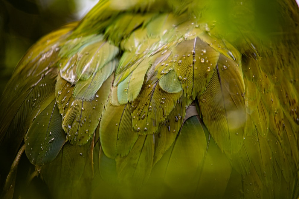 um close up de um pássaro verde com gotas de água em suas penas;