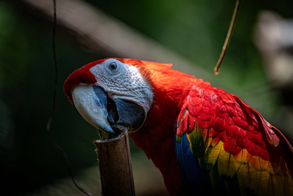 a colorful parrot perched on top of a wooden stick