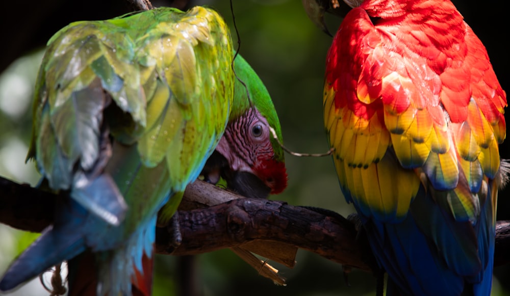 two colorful parrots are sitting on a tree branch