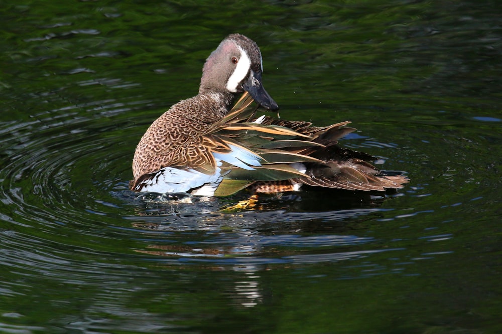 a duck floating on top of a body of water