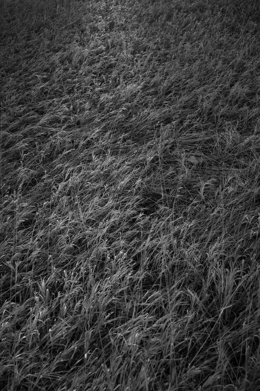 une photo en noir et blanc d’un champ herbeux