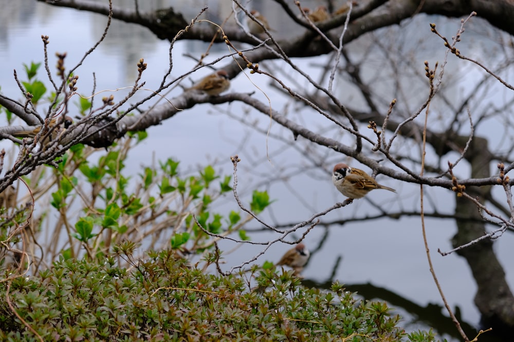 a couple of birds sitting on top of a tree branch