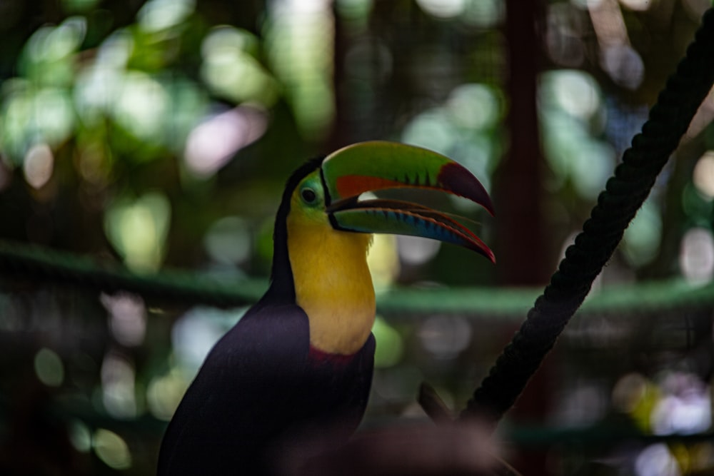 a colorful toucan sitting on top of a rope