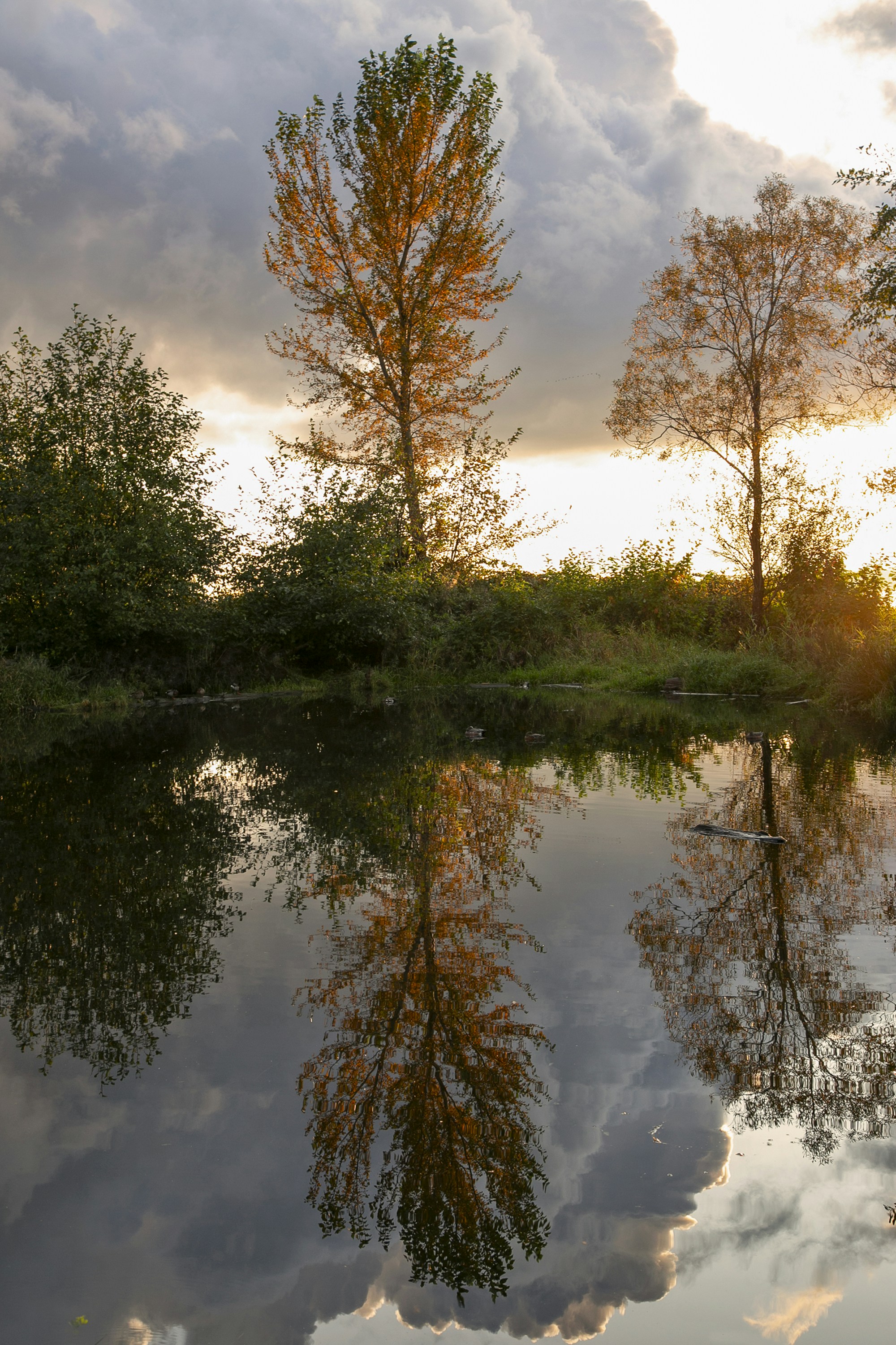 a body of water surrounded by trees and clouds