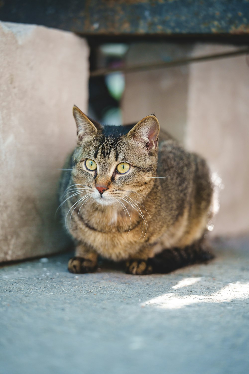 a cat sitting on the ground next to a wall