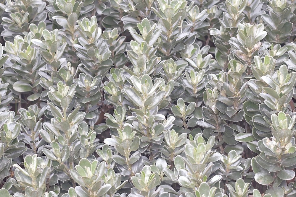 a close up of a plant with many leaves