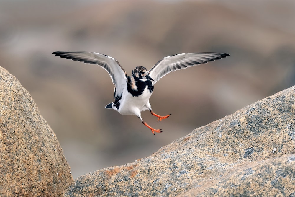 a black and white bird landing on a rock