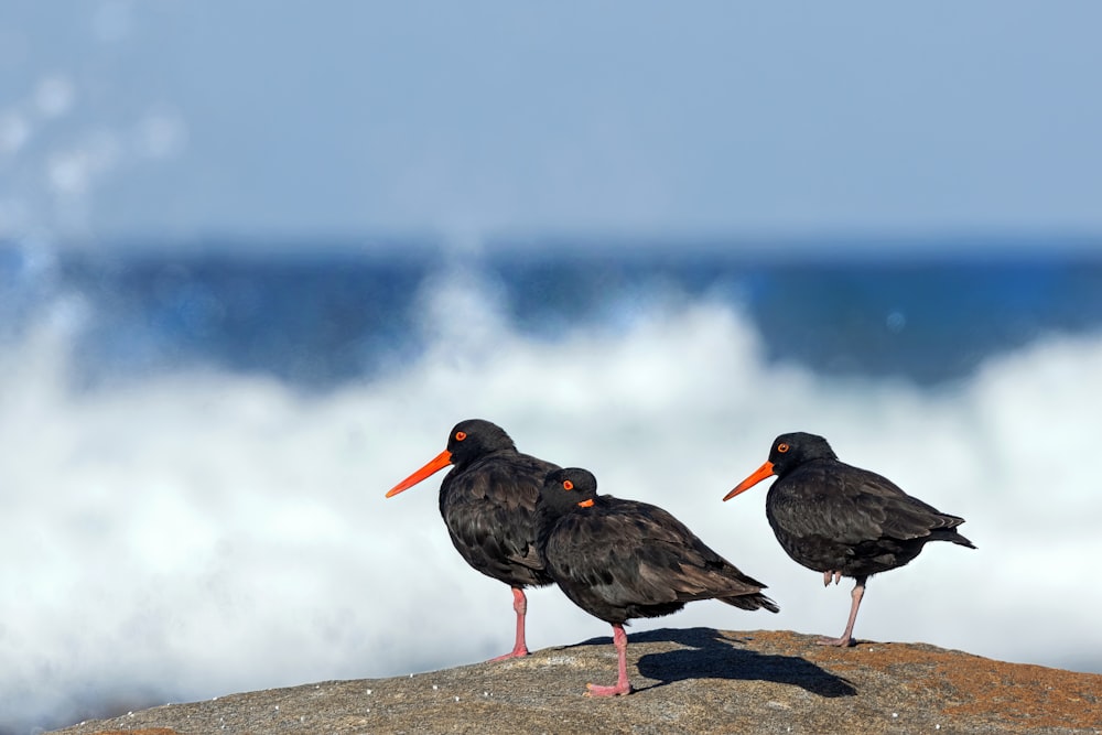 two birds standing on a rock near the ocean