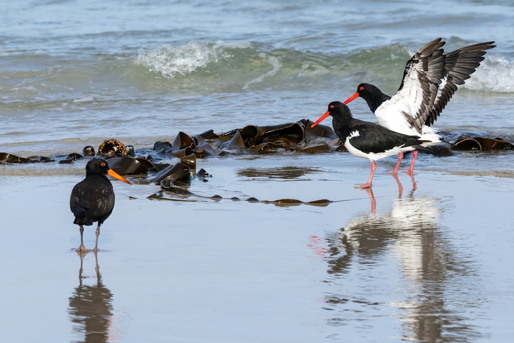 un paio di uccelli in piedi in cima a una spiaggia