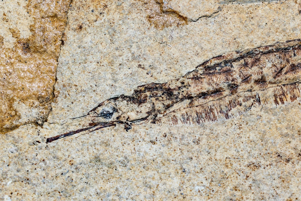 a close up of a fossil on a rock
