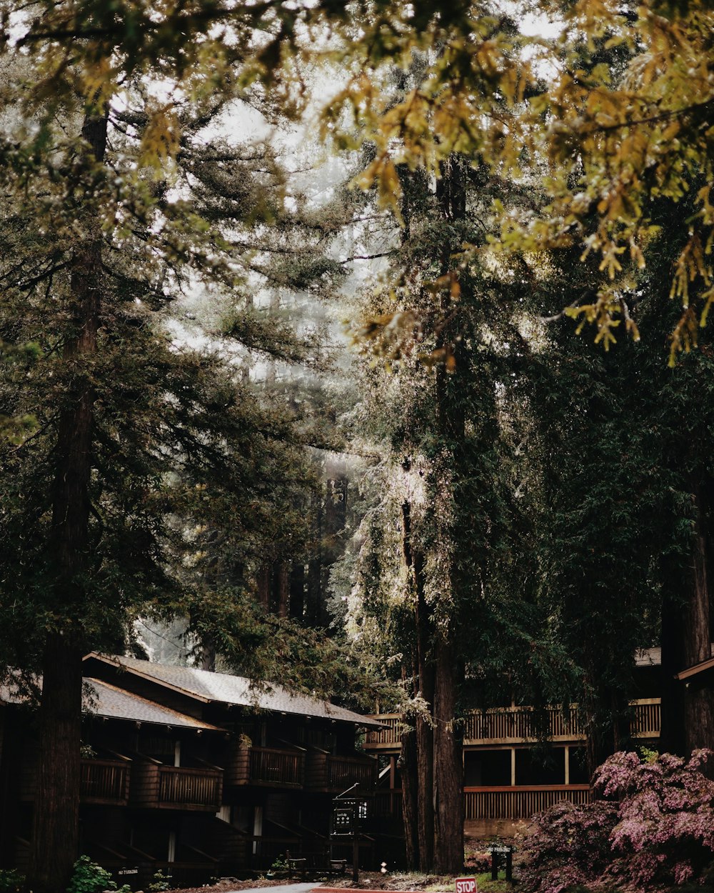 a house in the woods surrounded by tall trees