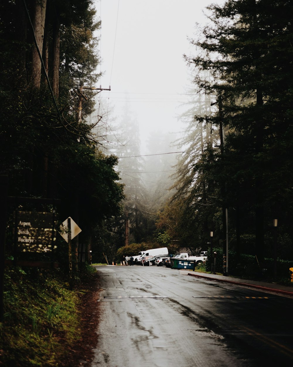 a wet road with trees on both sides