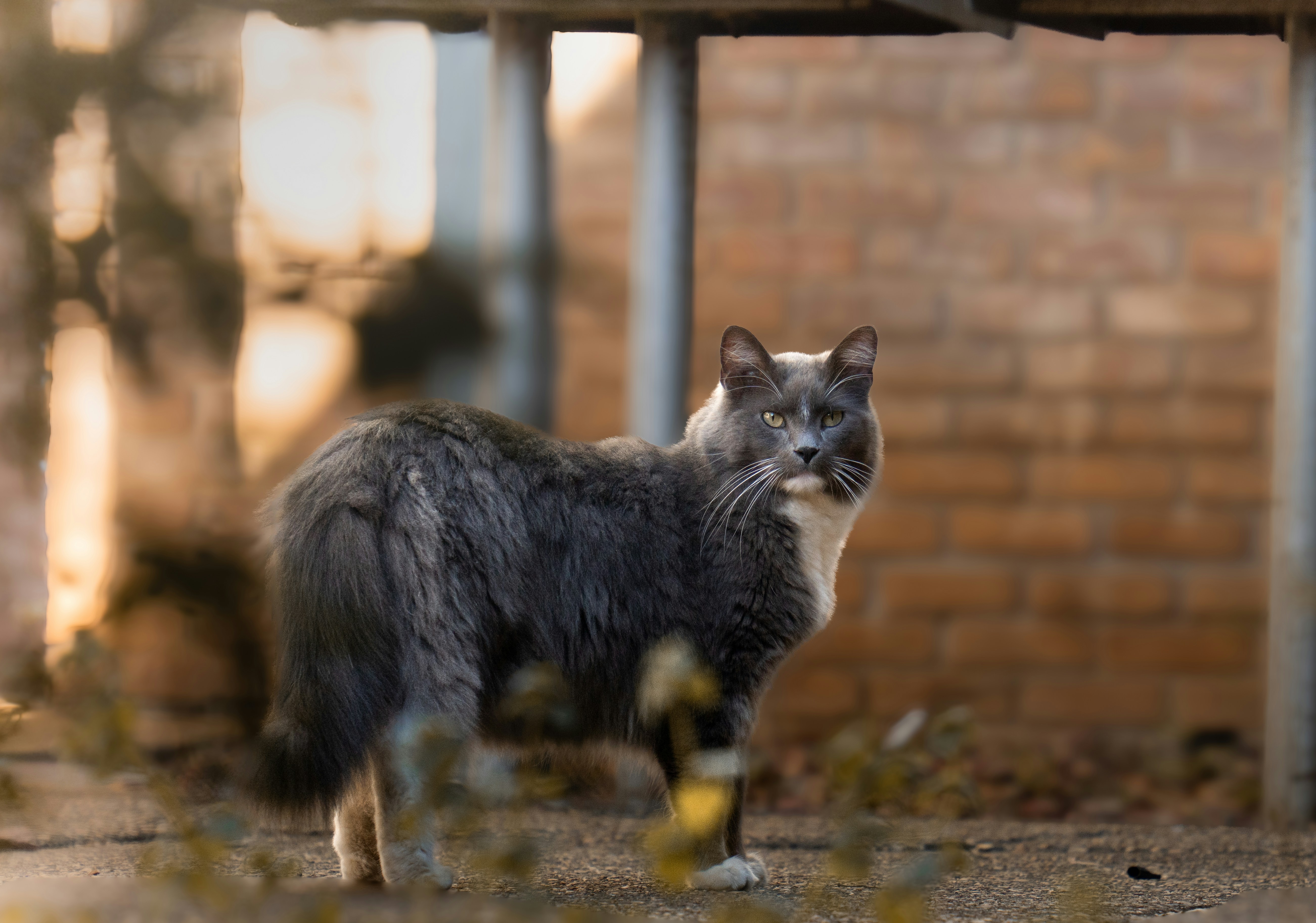 a gray and white cat standing in front of a brick building