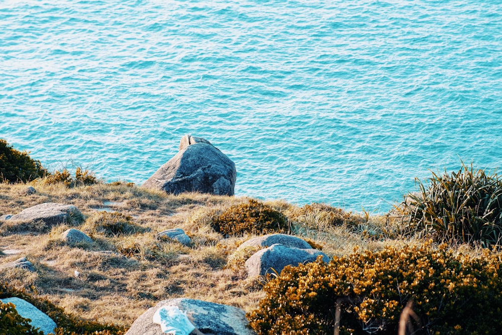 a bird is sitting on a rock near the water