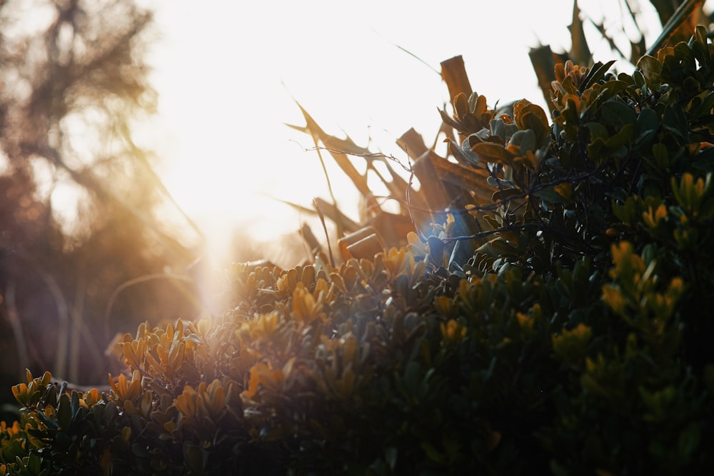 the sun shines through the branches of a bush