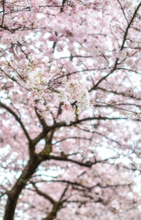 a tree with lots of pink flowers on it